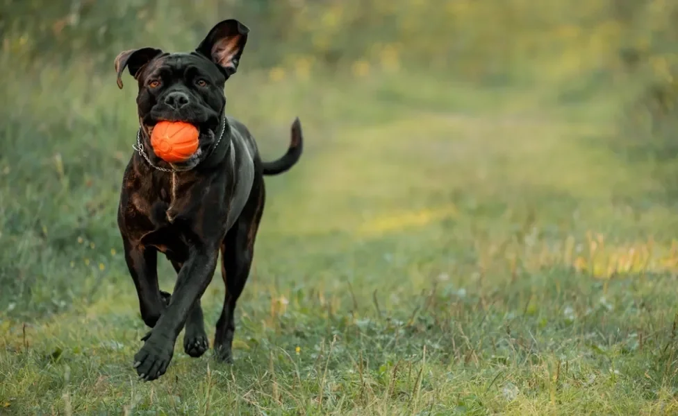 cachorro cane corso brincando com bolinha