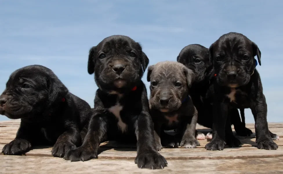 Filhotes de cão Cane Corso