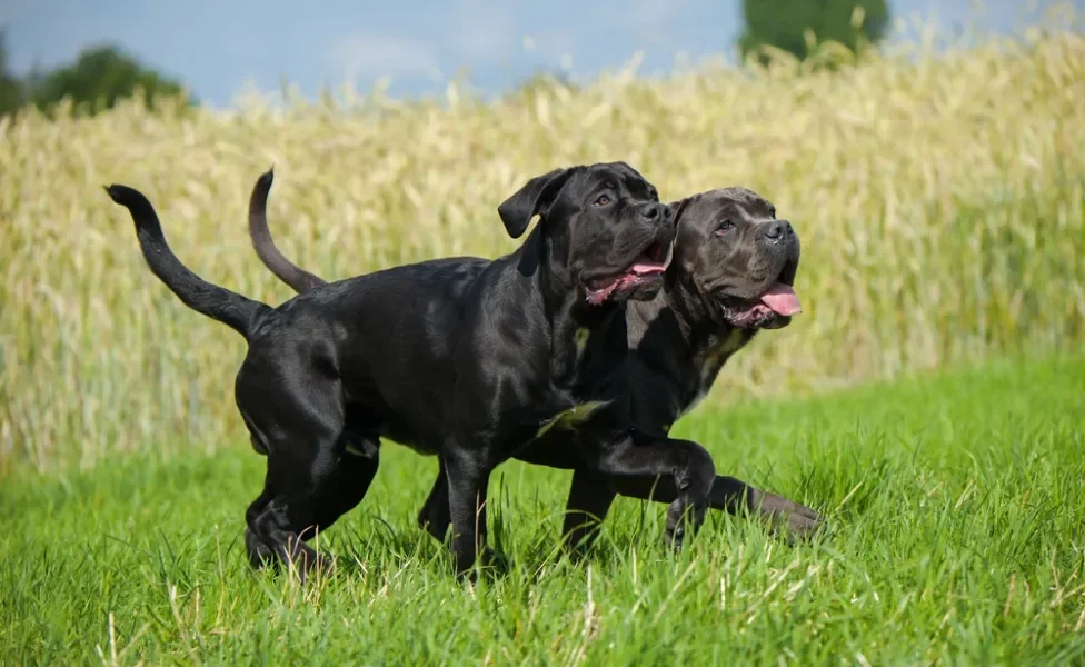 Dois cachorros Cane Corso pretos correndo lado a lado