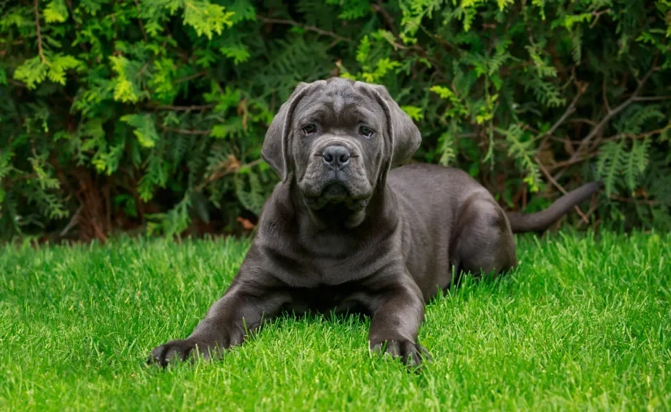 cachorro cane corso