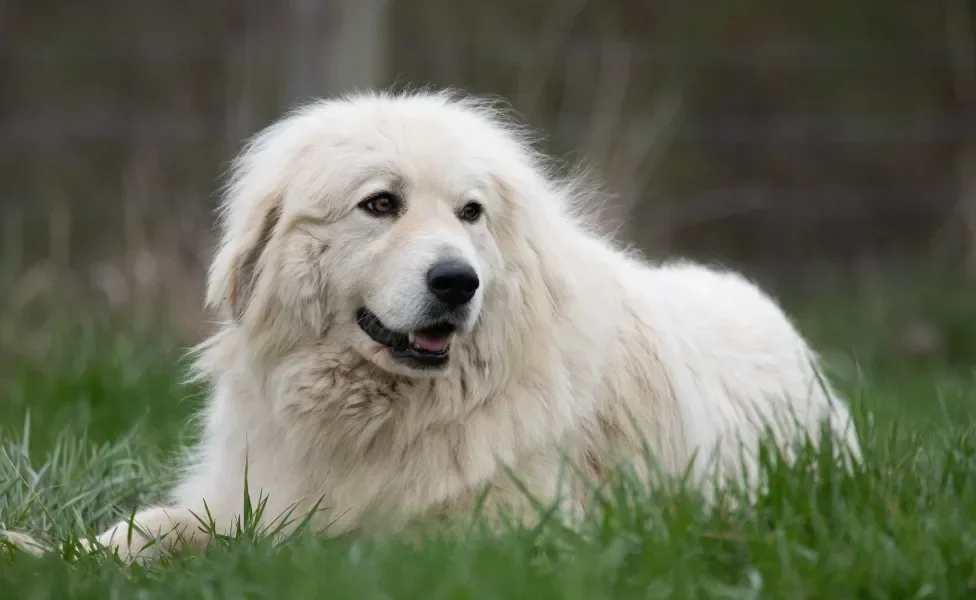 Cão de Montanha dos Pirinéus deitado em gramado