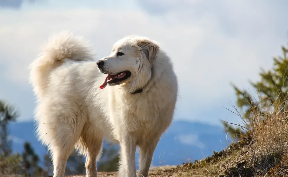 Cão de Montanha dos Pirinéus em ambiente de natureza