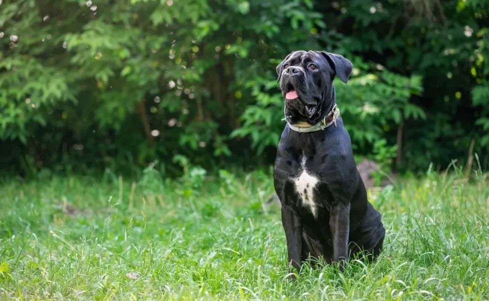 cane corso sentado na grama