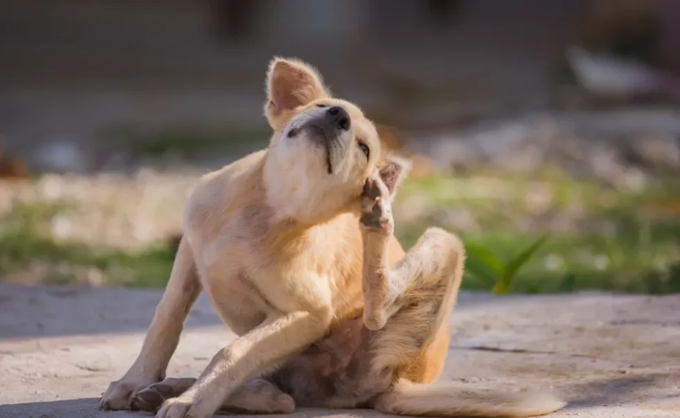 cachorro com carrapato se coçando 