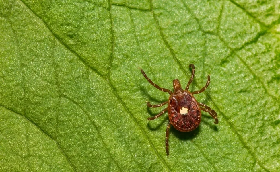 carrapato estrela