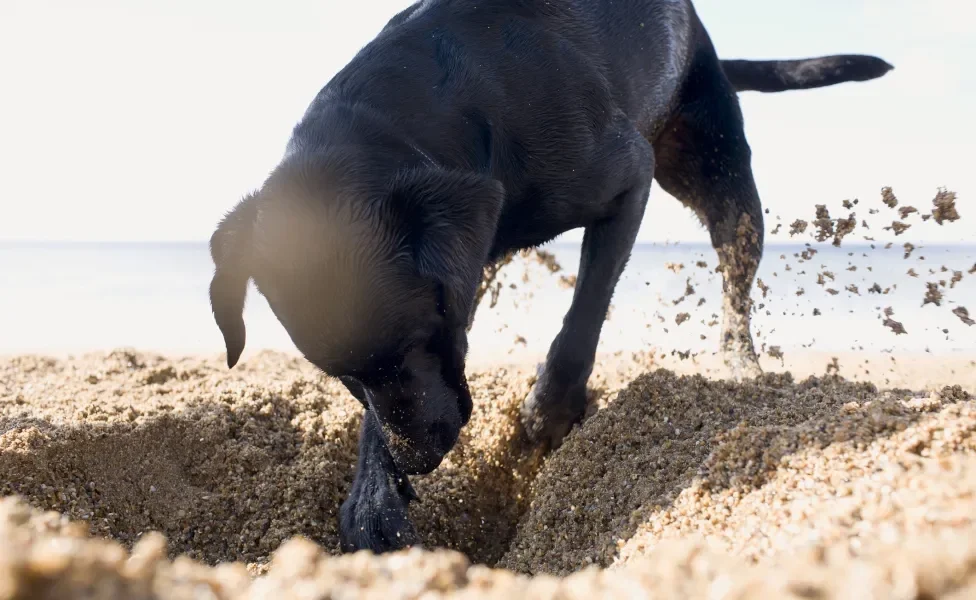 Cachorro preto cavando na areia da praia