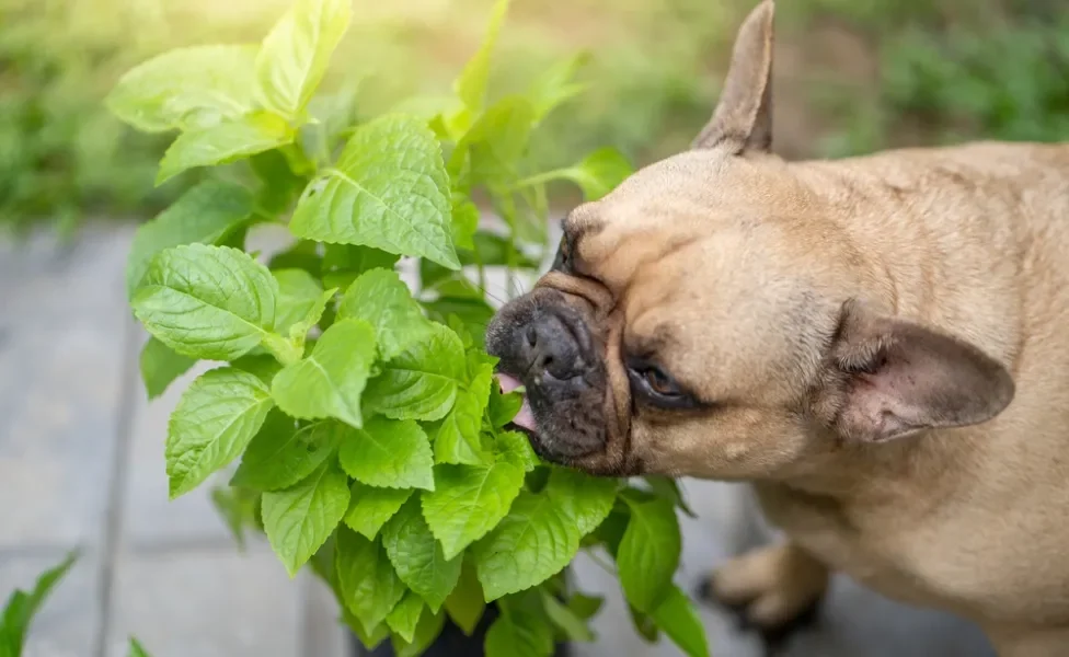 Cachorro buldogue comendo planta em ambiente externo