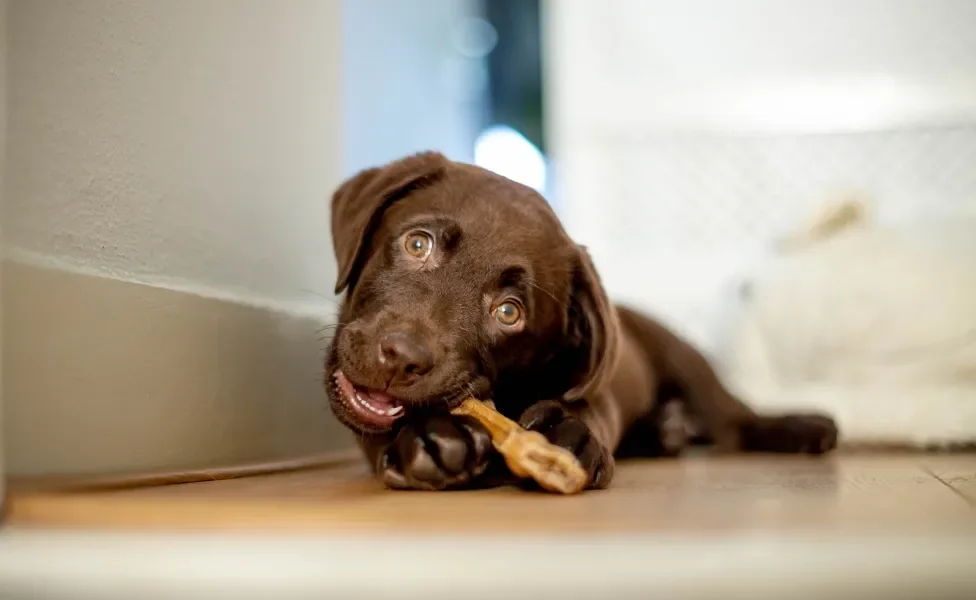 Cão Labrador filhote marrom escuro deitado no chão mordendo objeto
