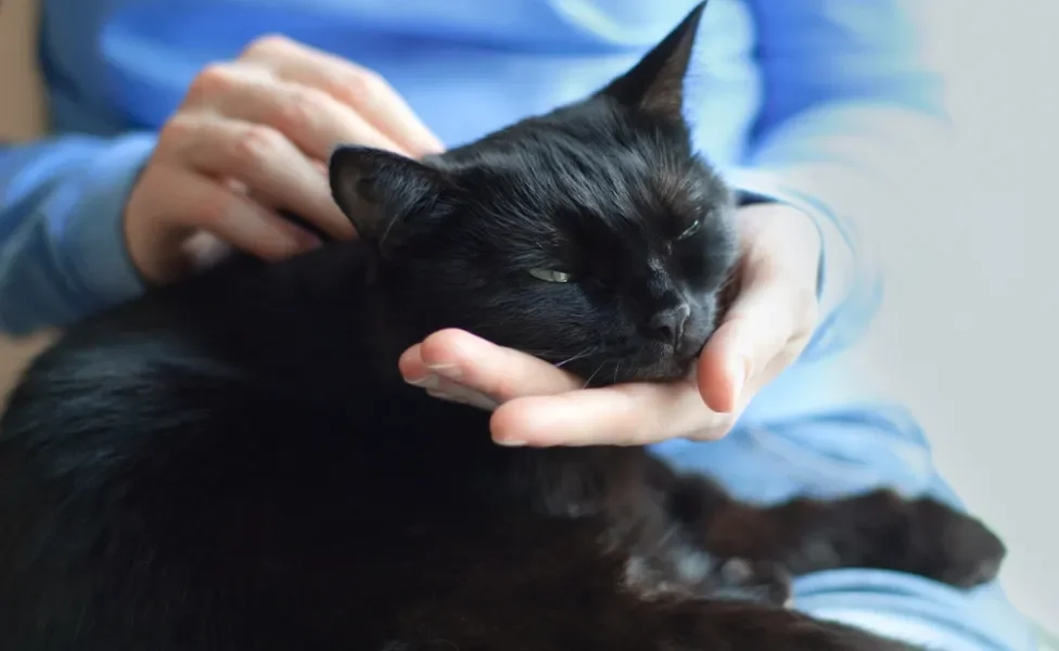 Gato preto recebendo carinho