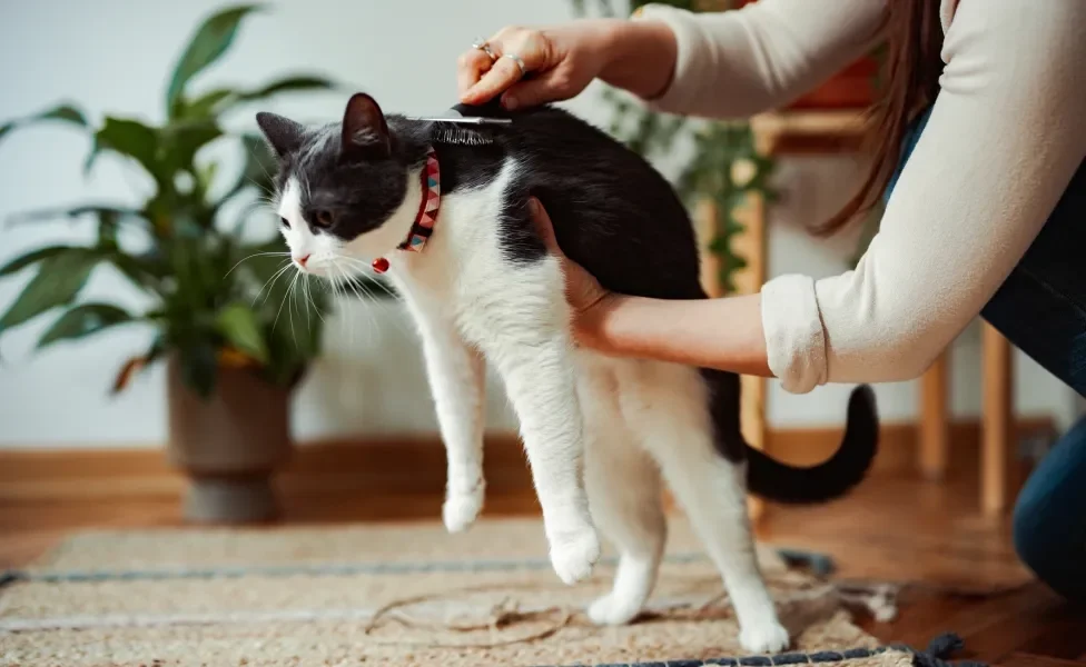 Mulher escovando o pelo de gato branco e preto