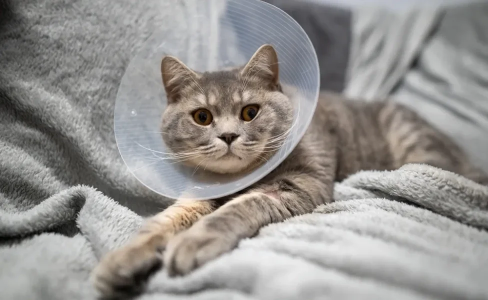 castração de gato: gato com colar elizabetano
