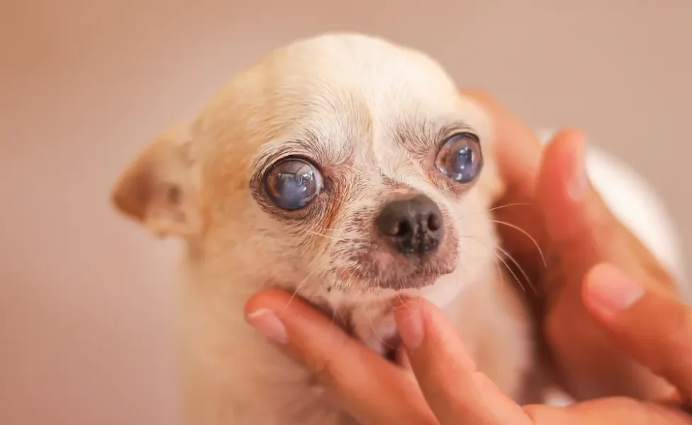 cachorro com catarata