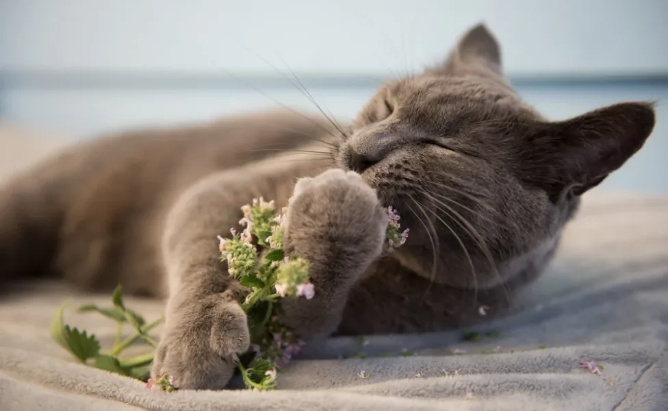 gato cheirando catnip
