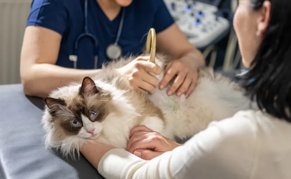 Veterinária fazendo ultrassom em gato deitado