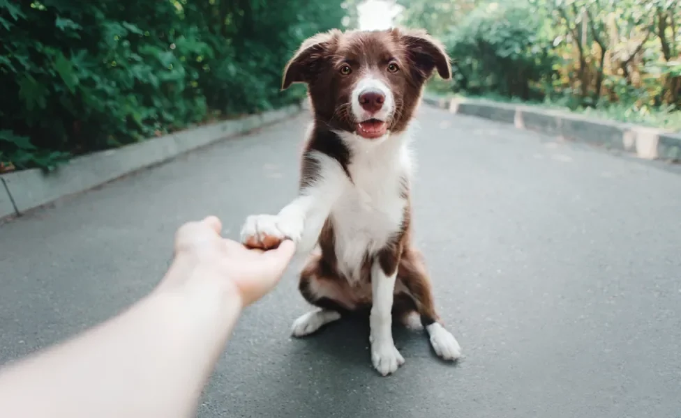 cão dando a pata de cachorro para o dono