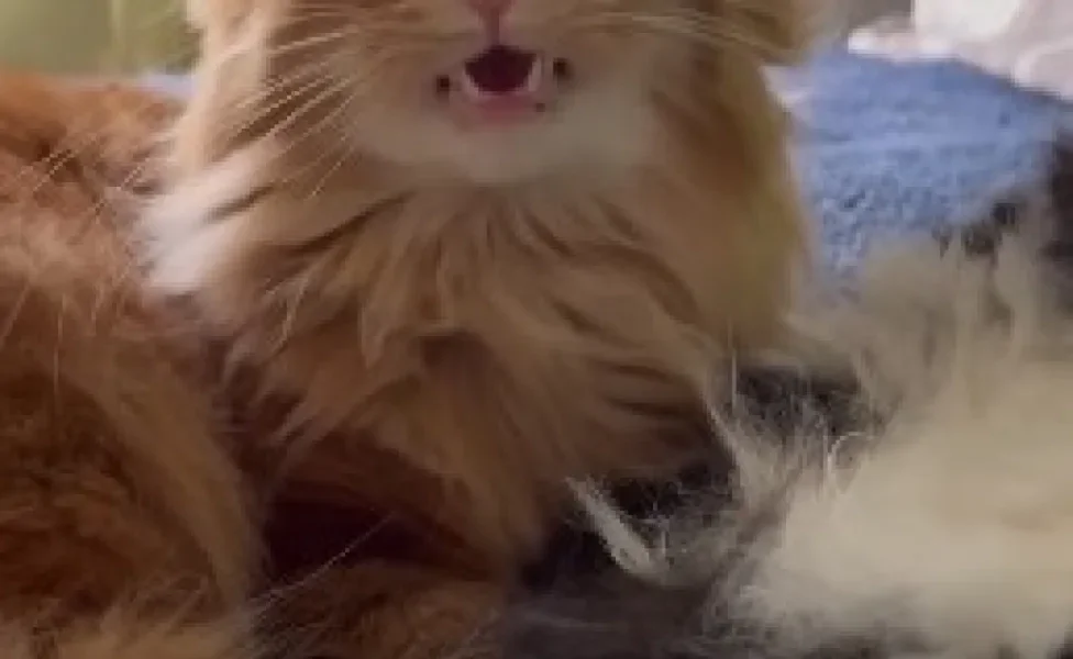 gato laranja de olhos fechados e boca aberta