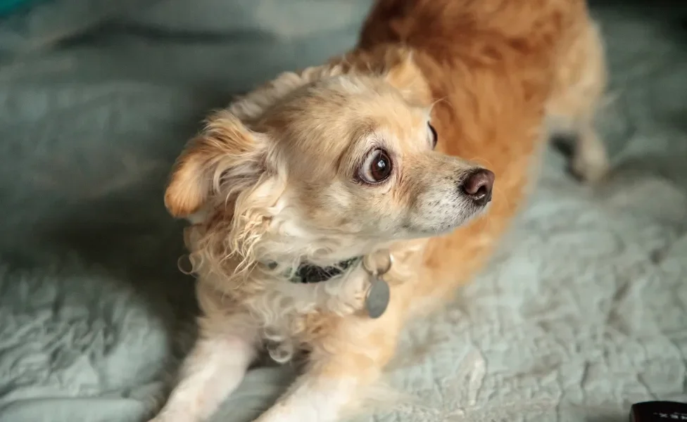 Chihuahua em cima da cama