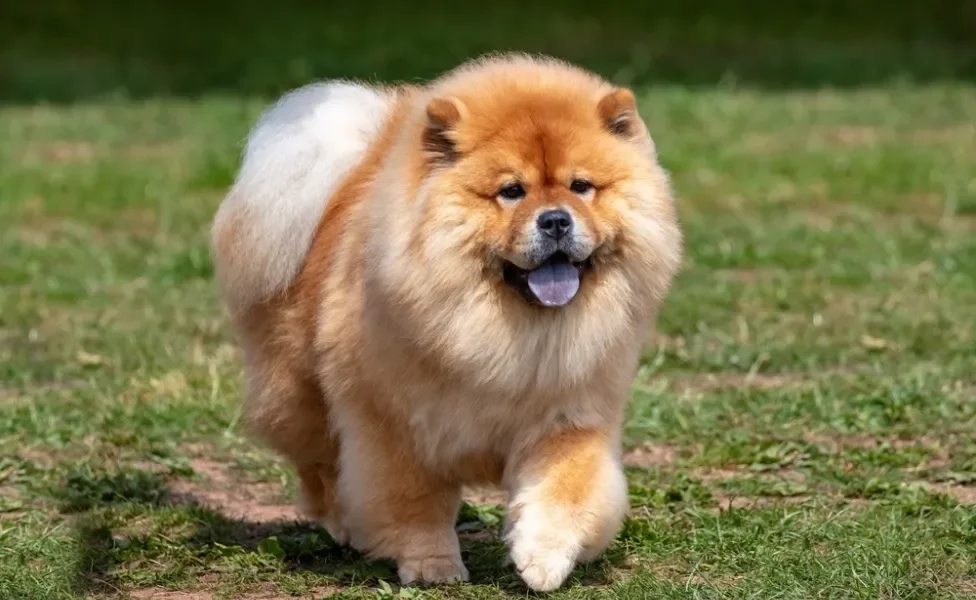 cachorro chow chow com língua de fora