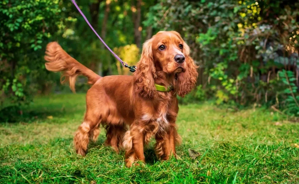 Cachorro da raça Cocker Spaniel marrom na natureza