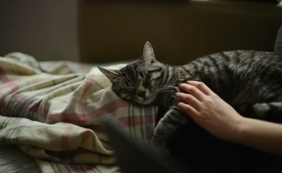 gato malhado deitado no colo da tutora