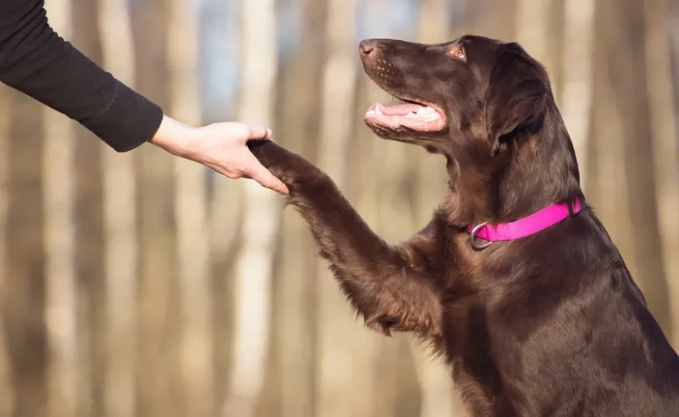 cachorro usando coleira para leishmaniose