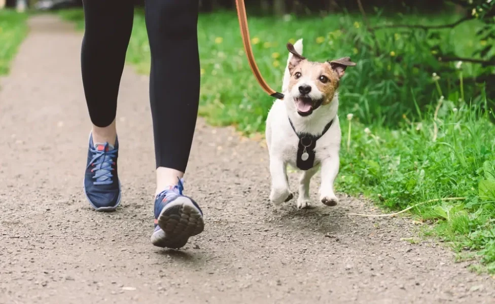 cachorro com coleira peitoral para cachorro passeando