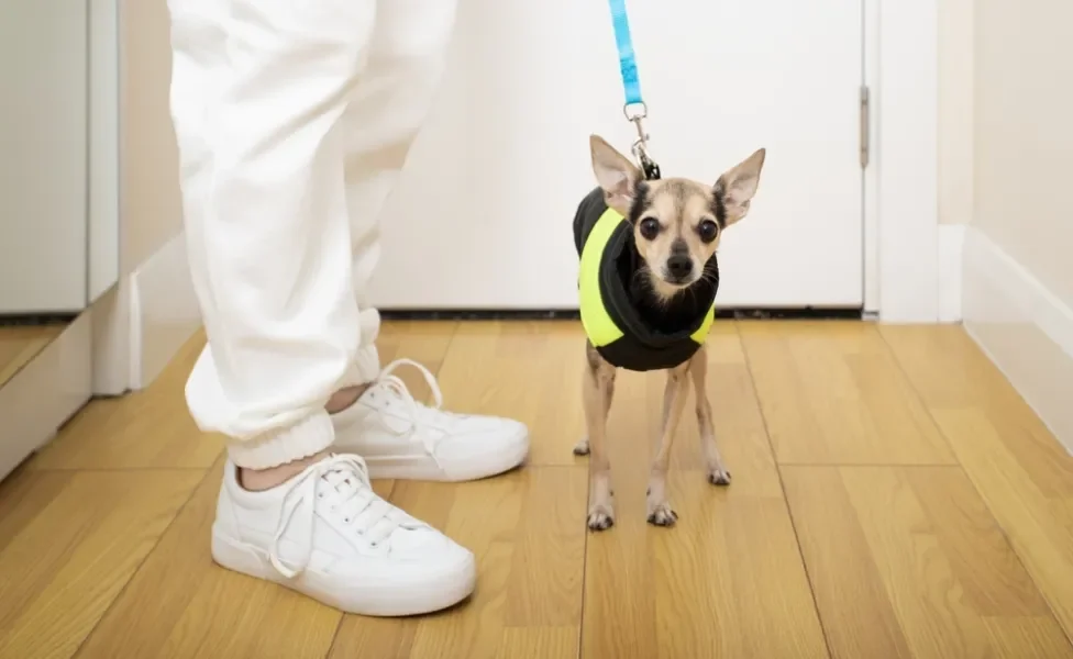 cachorro usando coleira peitoral para cachorro