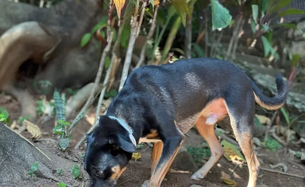 Cachorro em jardim usando coleira