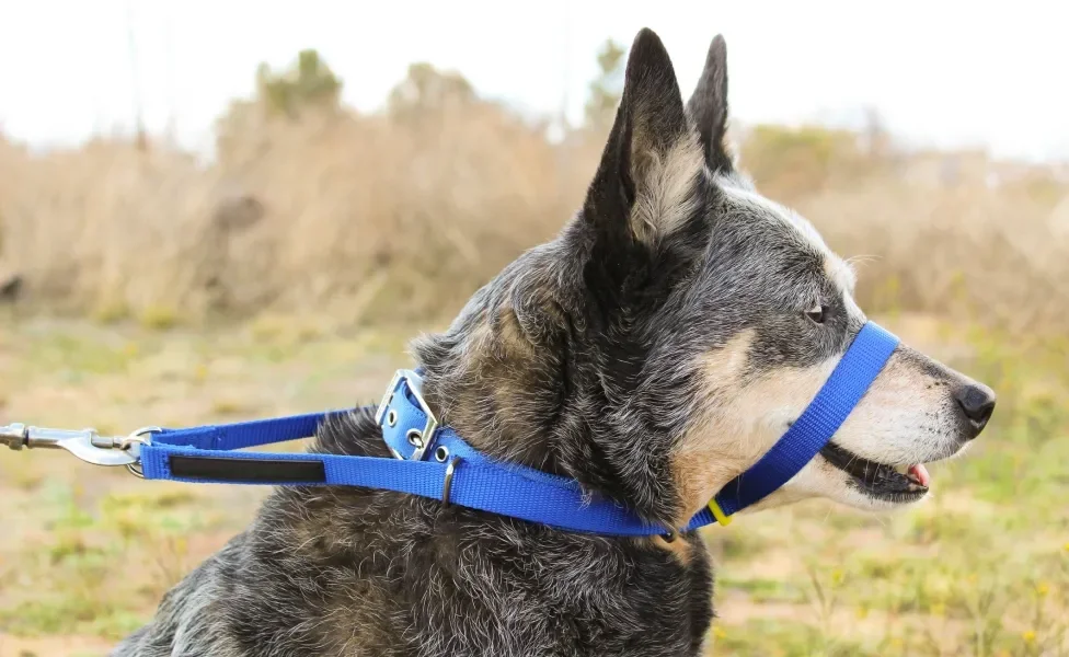 Cão usando coleira cabresto azul