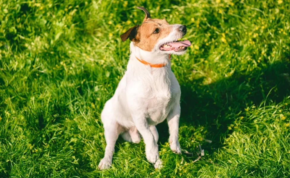 Cãozinho pulando em gramado ensolarado usando coleira laranja