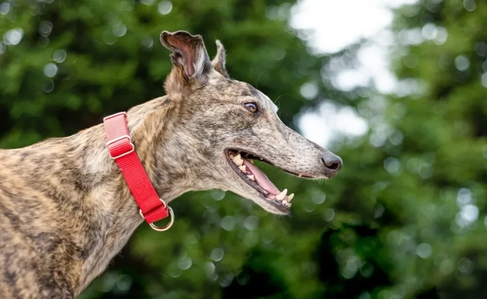 Cachorro Greyhound com coleira vermelha