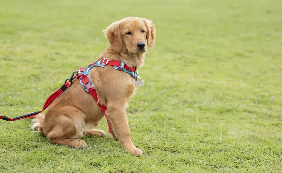 Cachorro Golden Retriever sentado em gramado usando coleira de passeio