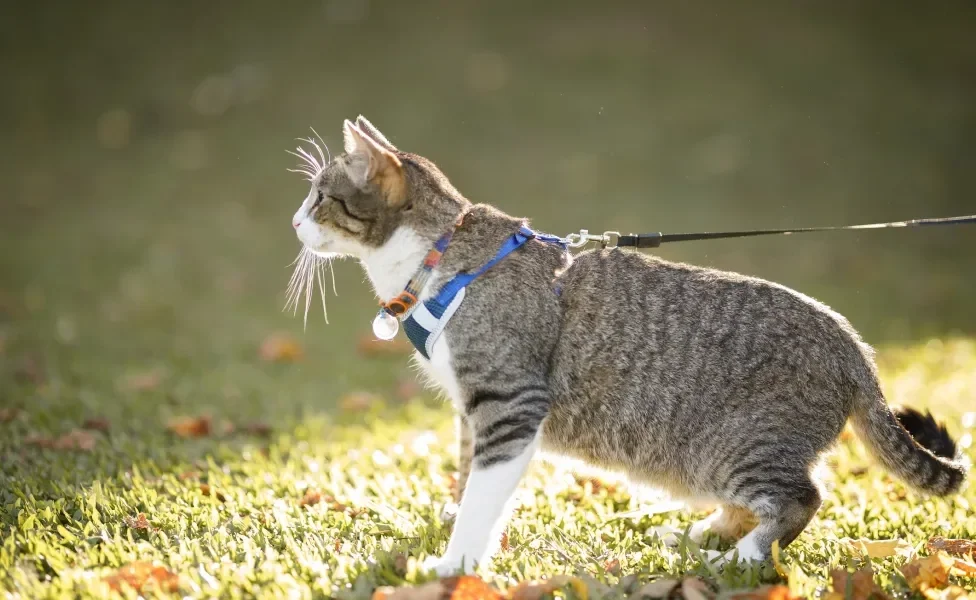 Gato usando coleira azul em gramado