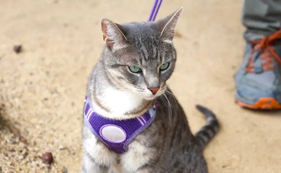 Gato cinza rajado com coleira peitoral em ambiente externo