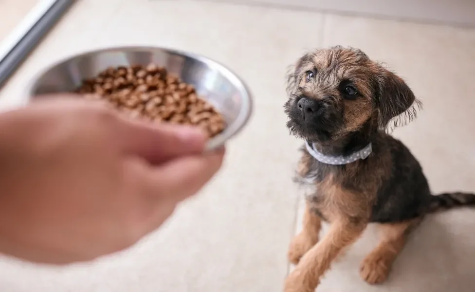 Filhote de cachorro vira-lata olhando para pote de ração na mão do tutor