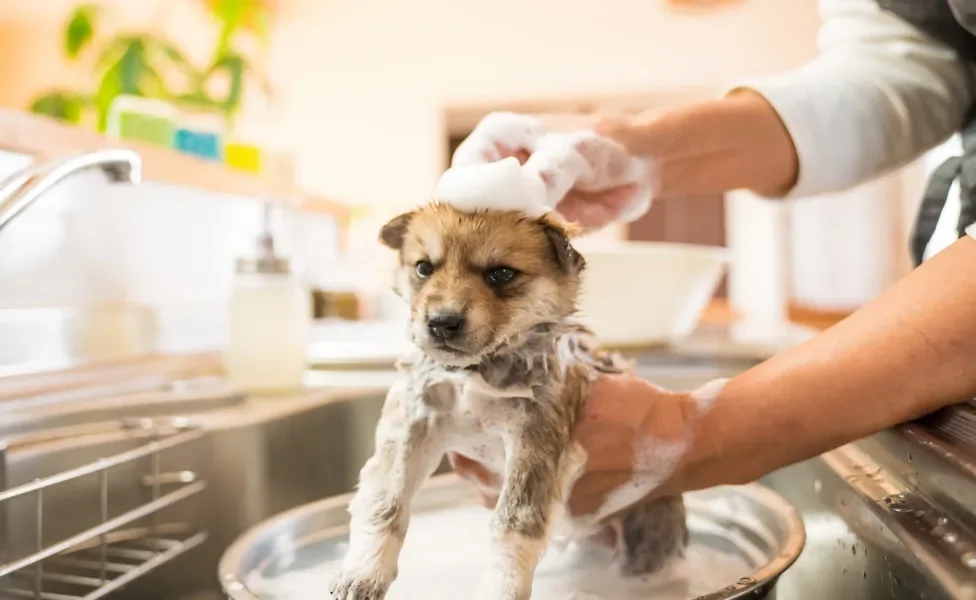 Cão filhote tomando banho em pia cheio de espuma