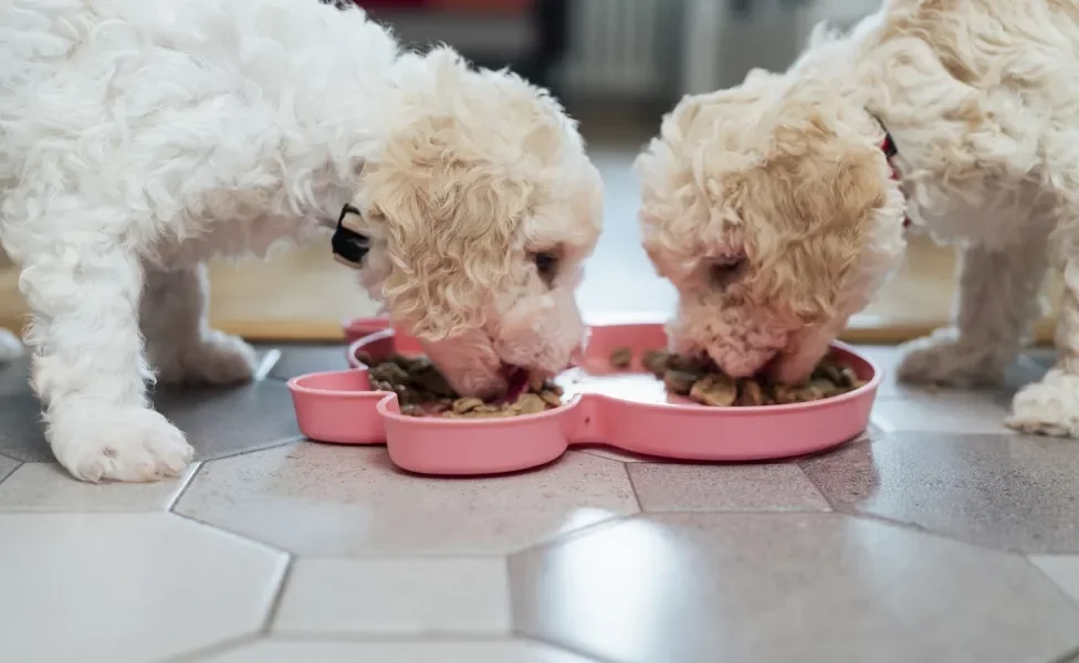 Dois cachorros brancos e peludos parecidos comendo ração em mesmo pote duplo rosa
