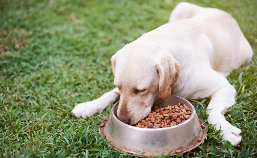 Cachorro comendo em pote de comida na grama