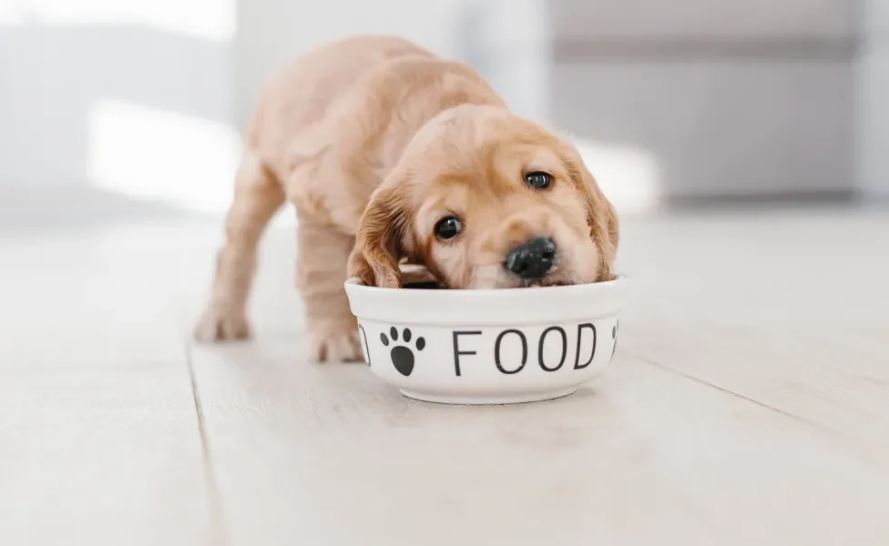 Filhote de Golde Retriever comendo em pote