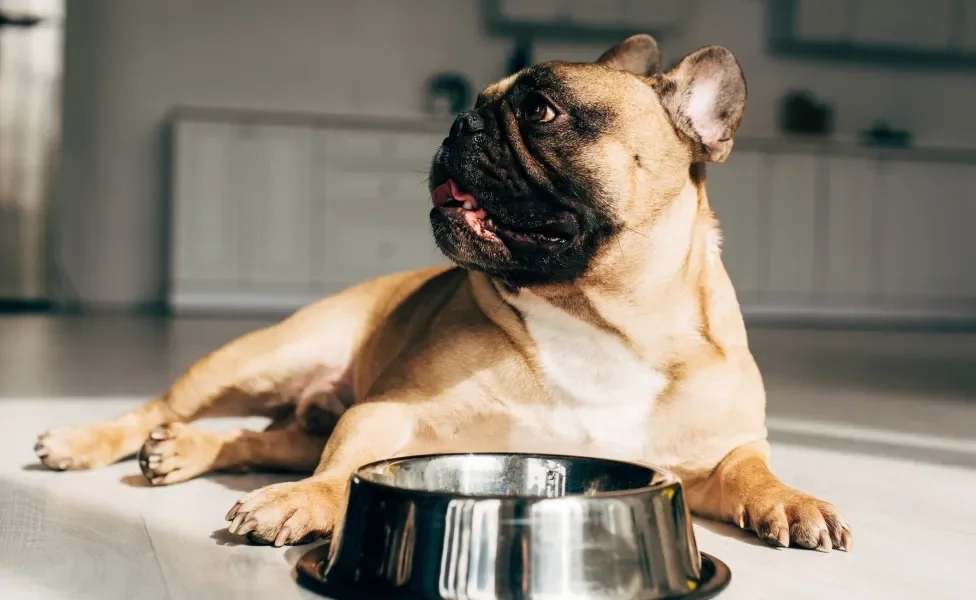 Bulldog em frente ao pote de comida