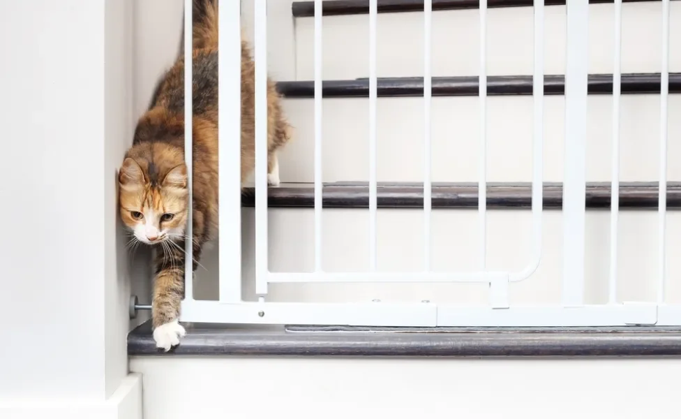 como acalmar gato estressado: gato atrás de portão na escada