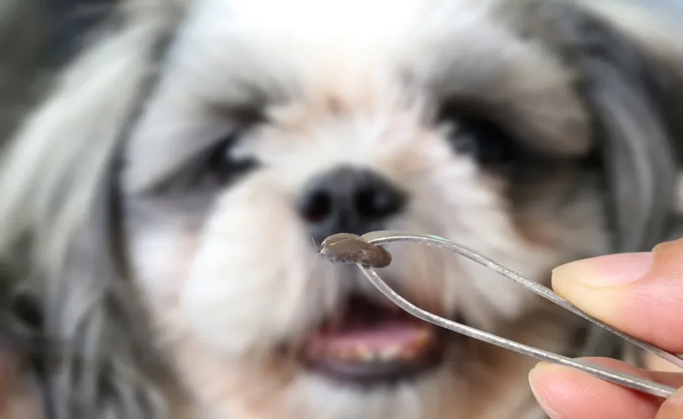carrapato de cachorro sendo retirado com uma pinça 