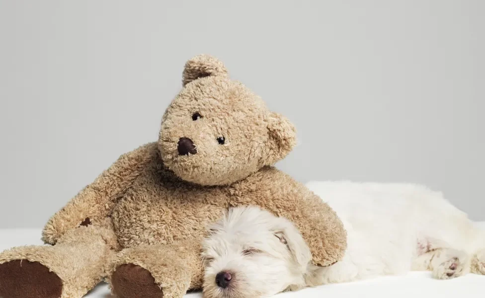 Cachorro filhote dormindo junto de ursinho de pelúcia