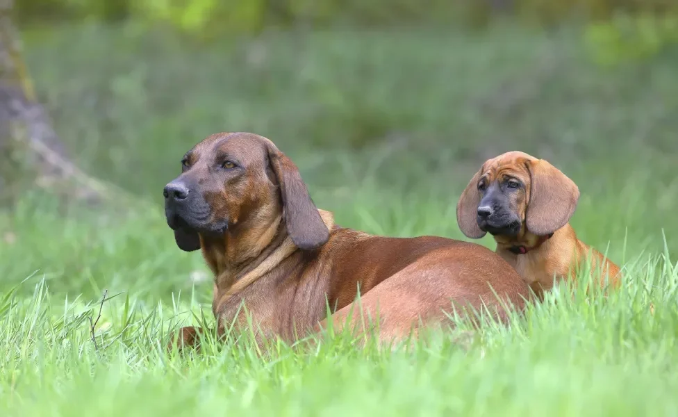 Cachorro velho e cachorro novo juntos em gramado