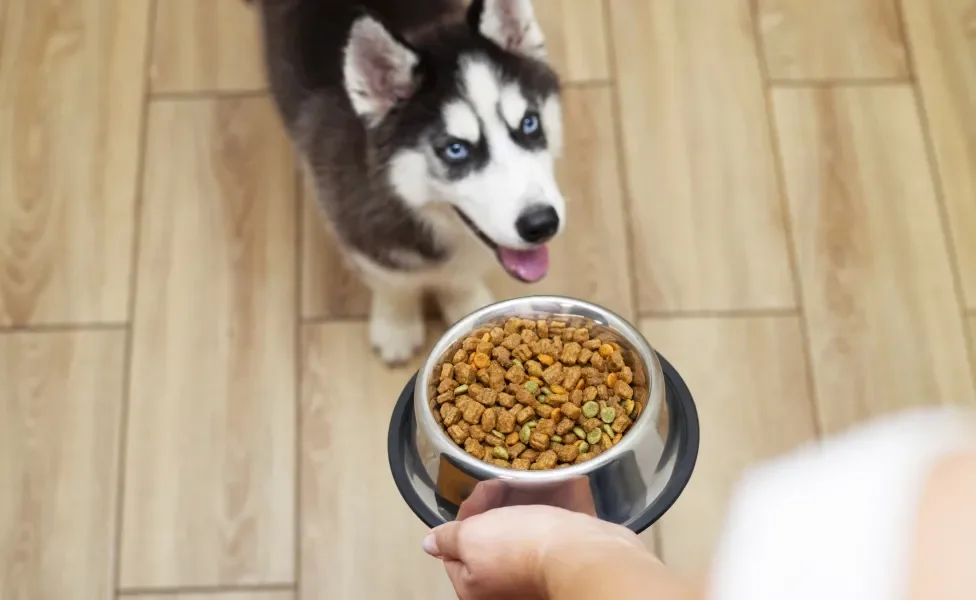 Cão Husky Siberiano recebendo pote com ração de tutora