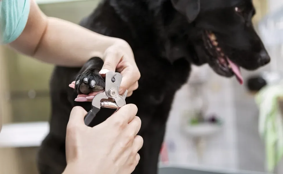 Mulher cortando unhas de cachorro grande preto com ferramenta especial