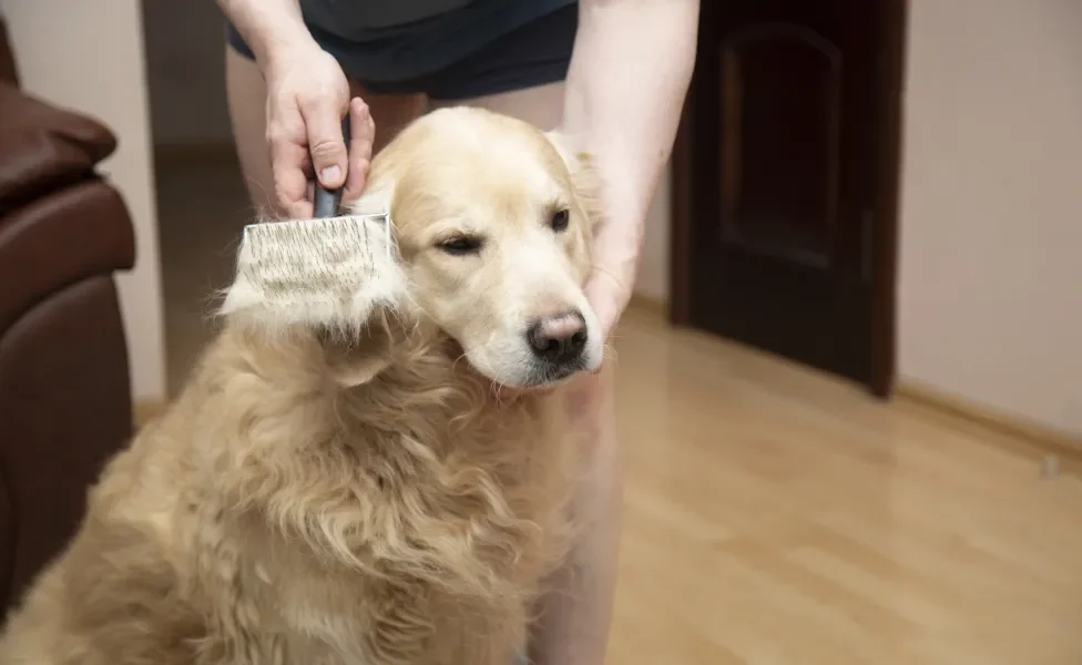 Tutora escovando o pelo de Golden Retriever