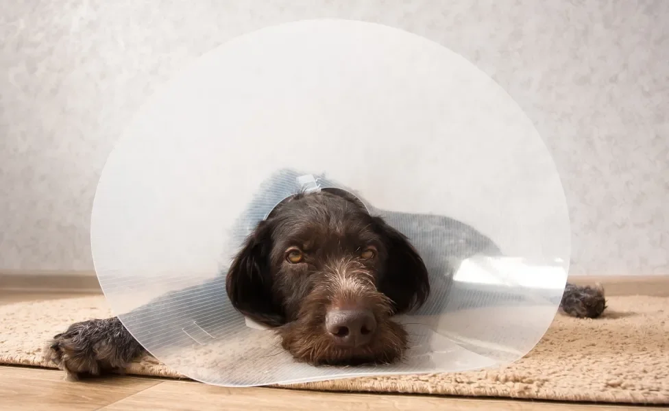 Cão escuro deitado em tapete usando colar pós-cirúrgico