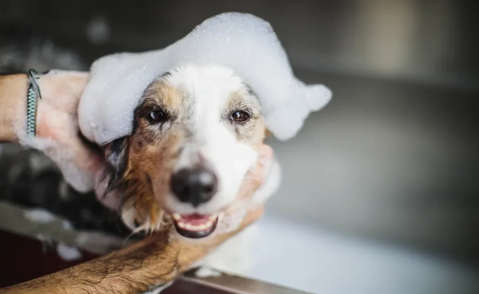 Cãozinho molhado e cheio de espuma na cabeça