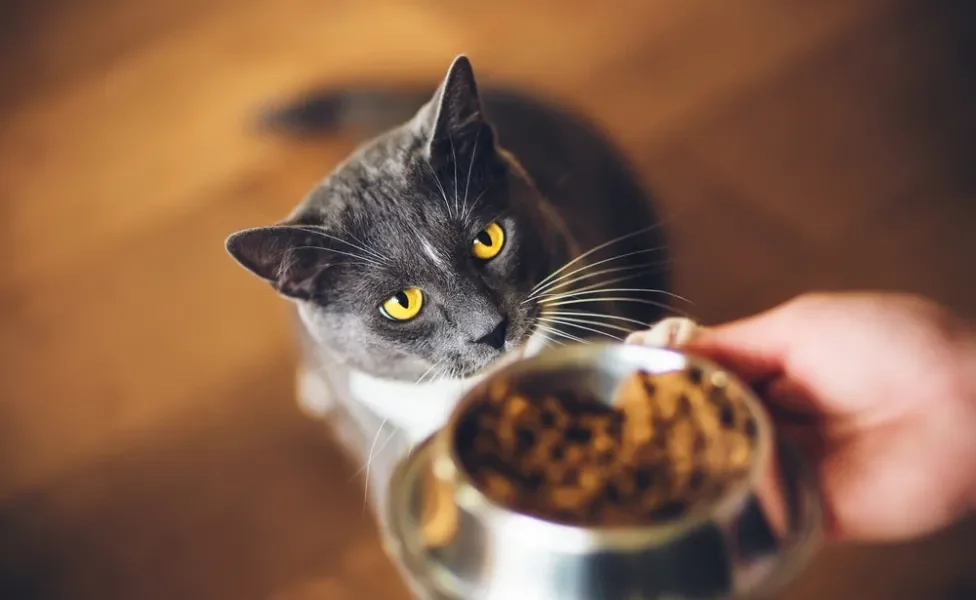 Gato cinza olhando para um pote de ração na mão do tutor